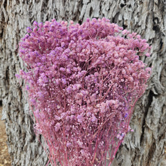 Baby's Breath - Gypsophila Preserved - Soft Pink Lilac Ombre