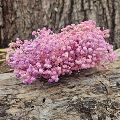 Baby's Breath - Gypsophila Preserved - Soft Pink Lilac Ombre