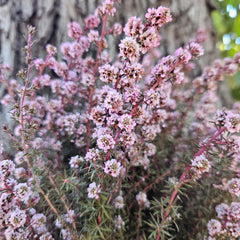 Tea Tree - Course - Soft Pink