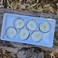 Roses Preserved - 6 pack - Ivory White