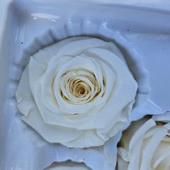 Roses Preserved - 6 pack - Ivory White