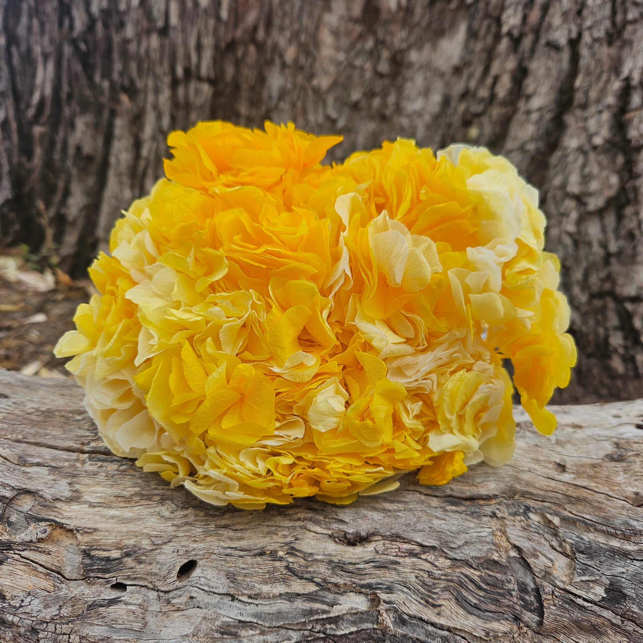 Hydrangea - Large Leaf - Canary Yellow White Ombre
