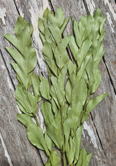Ruscus - Israeli Large Leaf - Soft Olive Green
