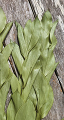 Ruscus - Israeli Large Leaf - Soft Olive Green