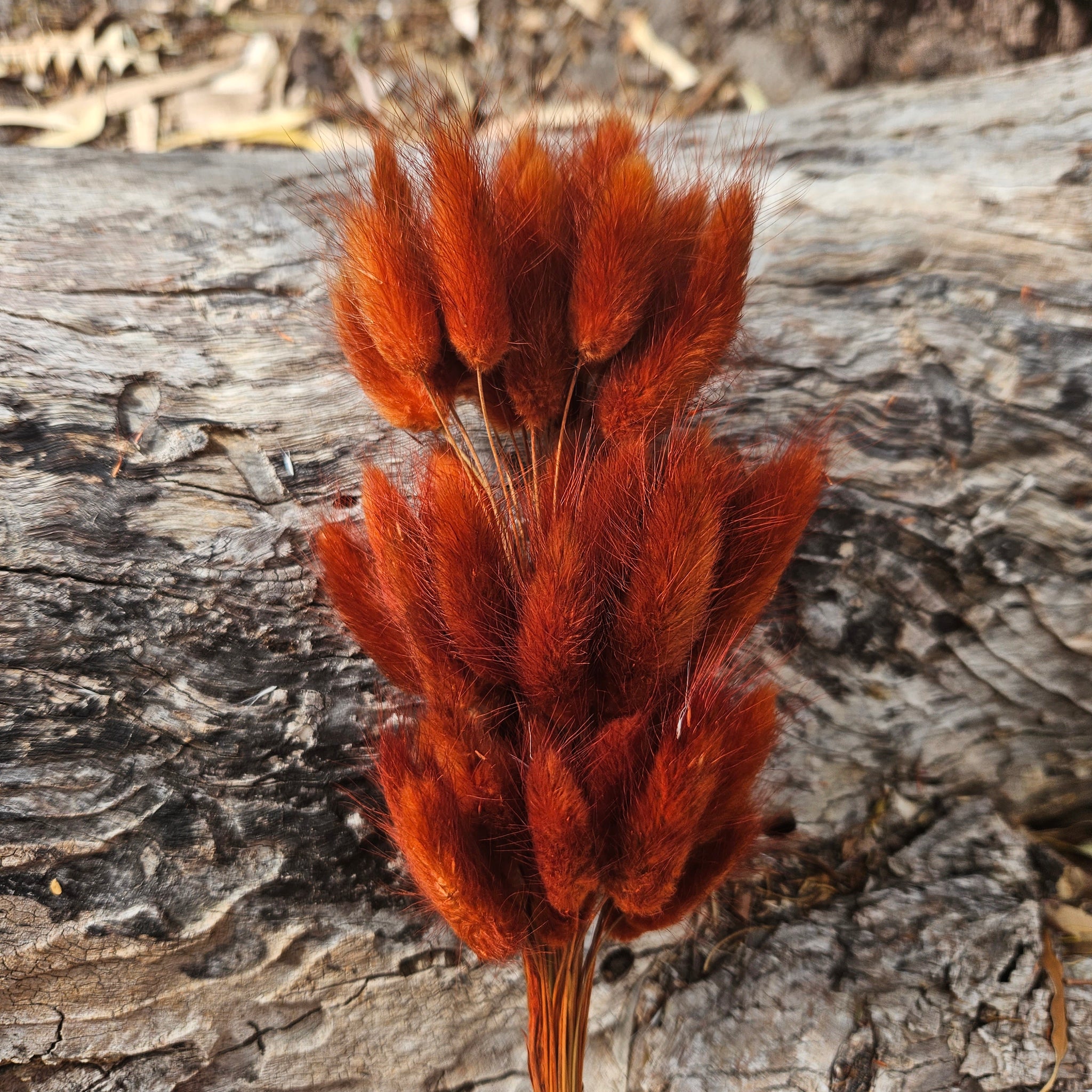 Bunny Tails/Pussy Tails - Deep Burnt Orange