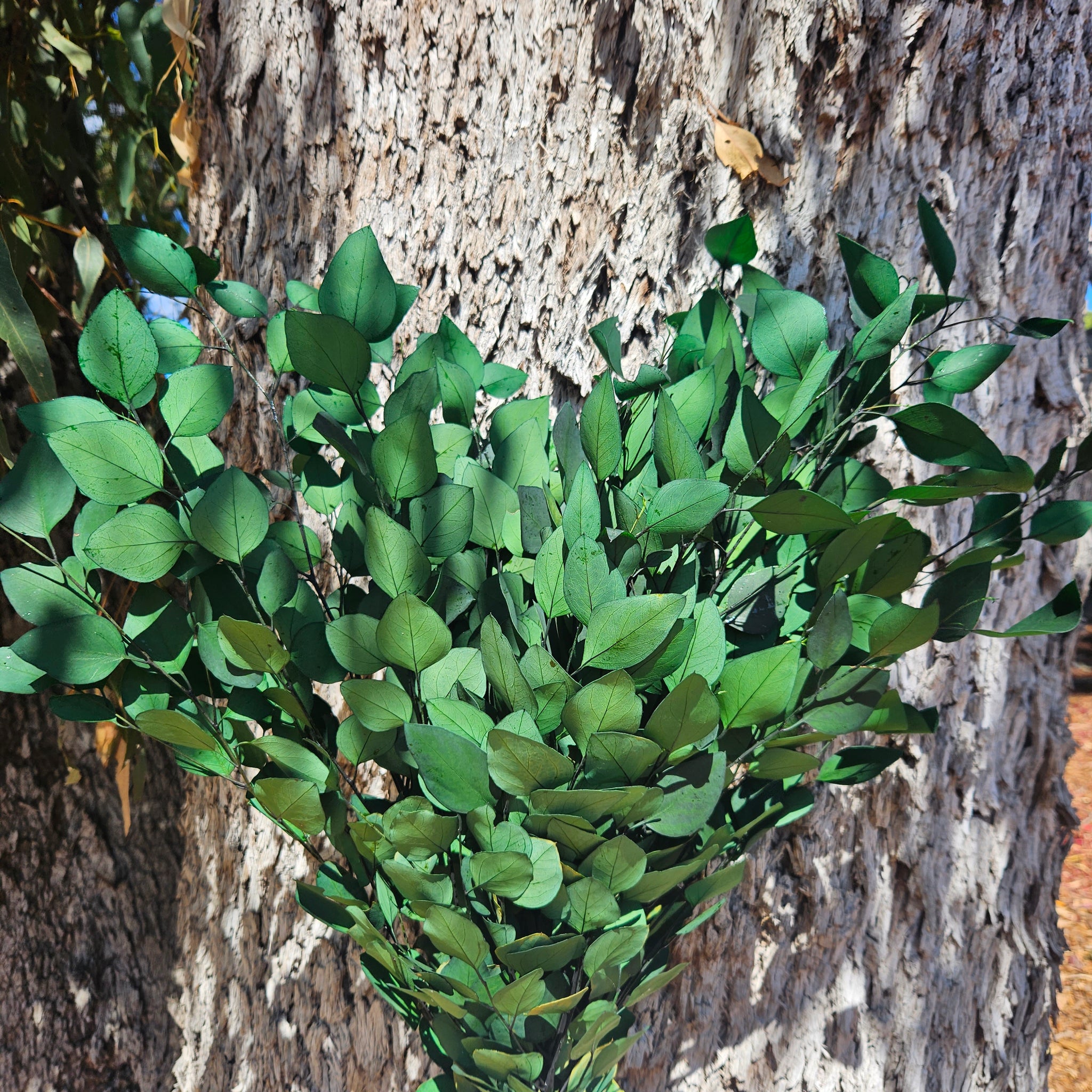 Gum - Eucalyptus - Sugar Gum (Small Leaf) - PRESERVED - Forest Green