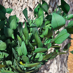 Gum - Eucalyptus - Sugar Gum (Small Leaf) - PRESERVED - Forest Green
