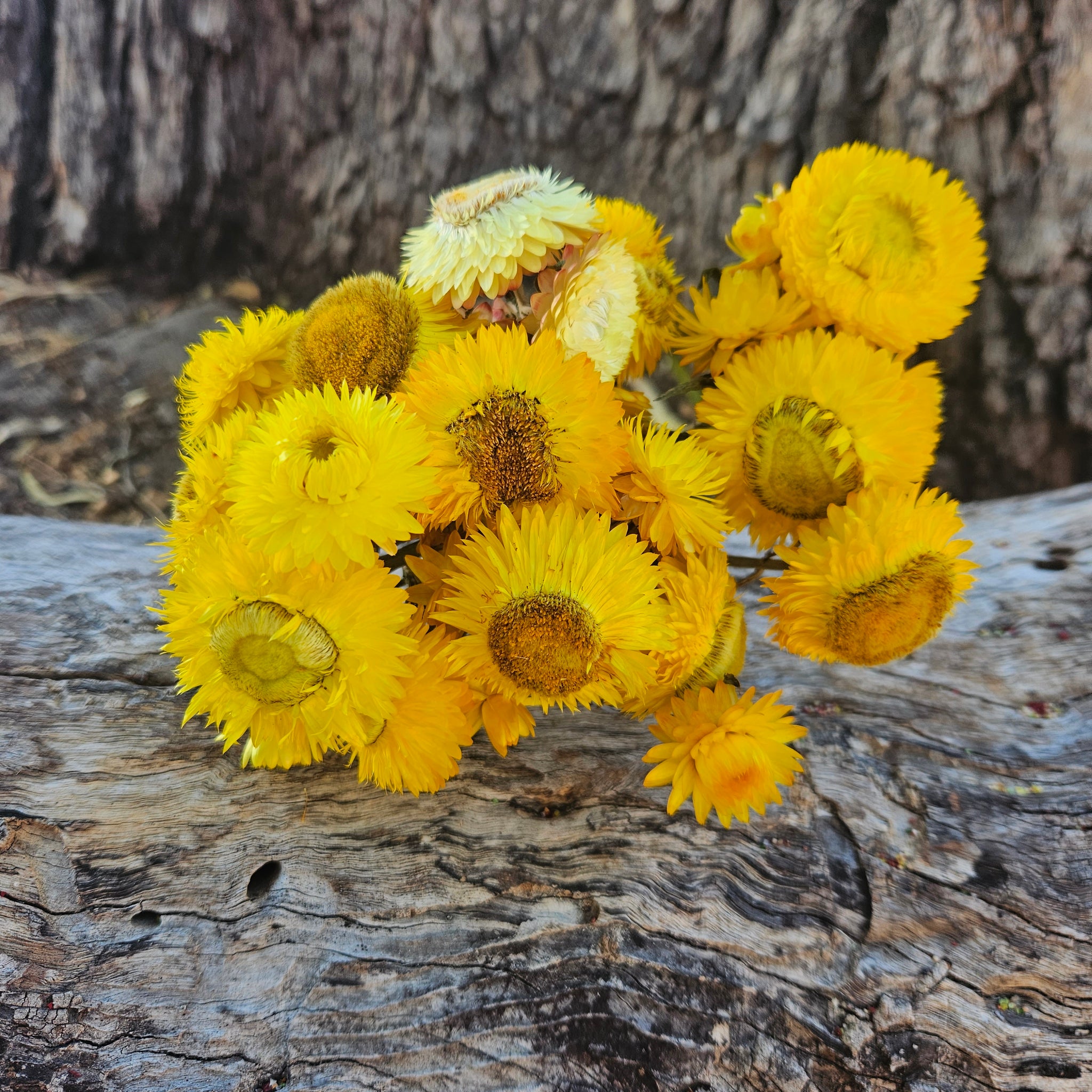 Everlastings/Straw Flowers - Sunny Yellows