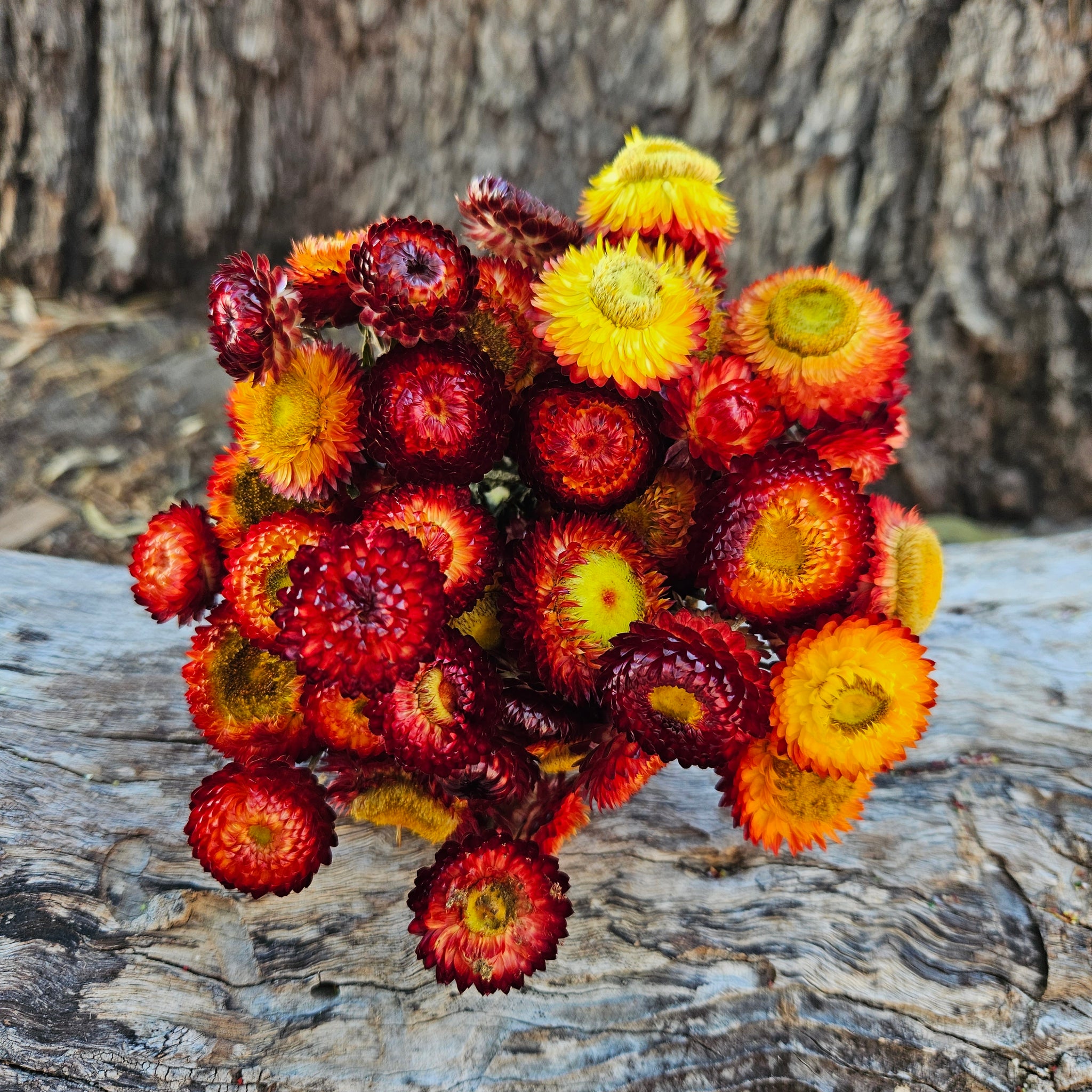 Everlastings/Straw Flowers - Phoenix Red/Oranges