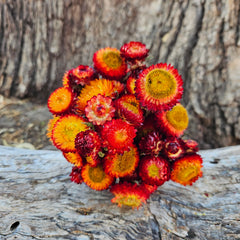 Everlastings/Straw Flowers - Phoenix Red/Oranges