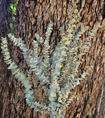 Gum - Eucalyptus - Mini Silver Dollar Gum - DRIED