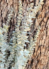 Gum - Eucalyptus - Mini Silver Dollar Gum - DRIED