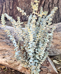 Gum - Eucalyptus - Mini Silver Dollar Gum - DRIED