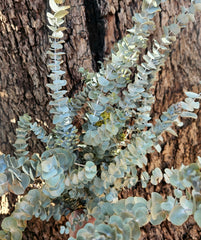 Gum - Eucalyptus - Mini Silver Dollar Gum - DRIED