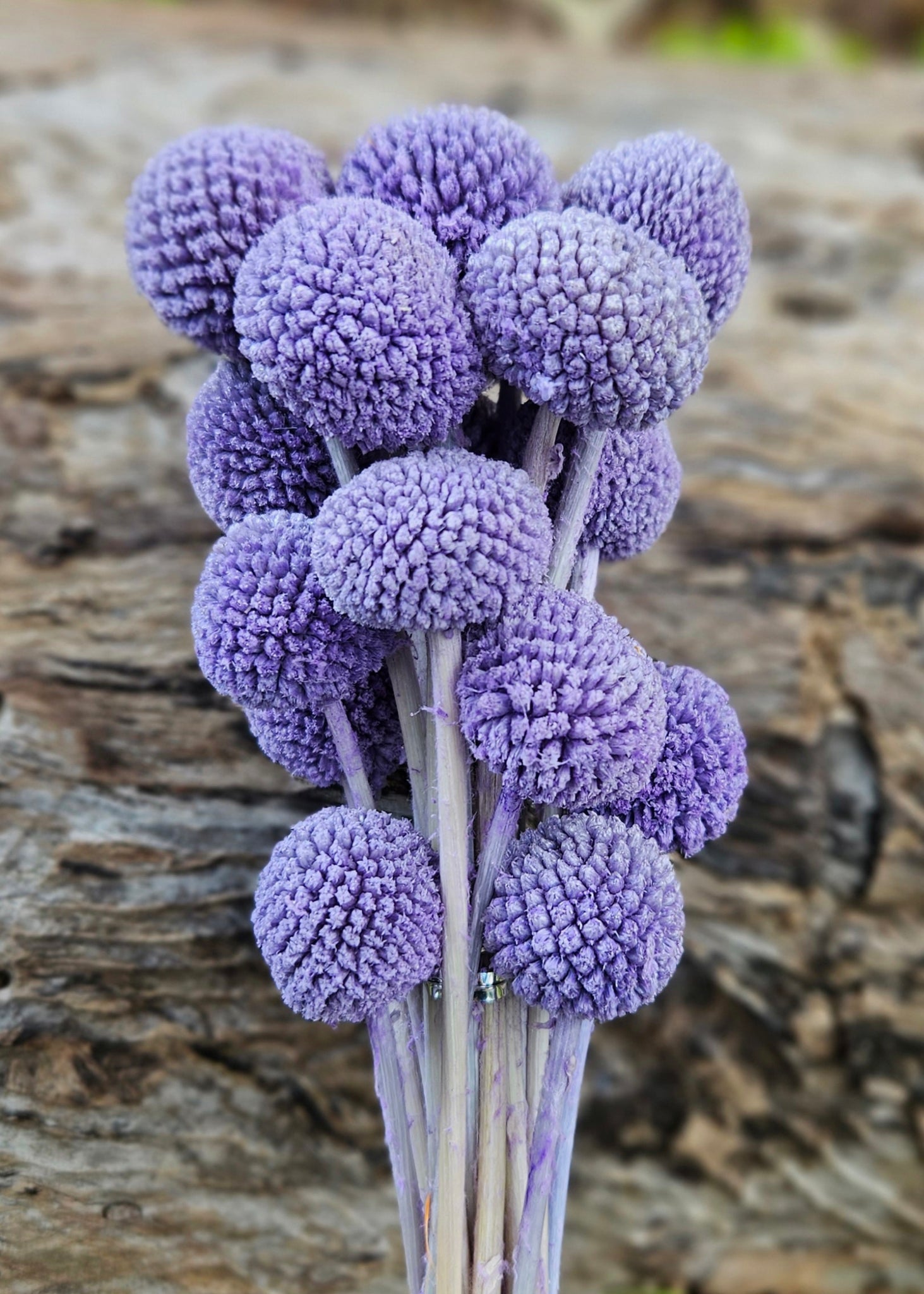 Billy Buttons  - Lilac Purple