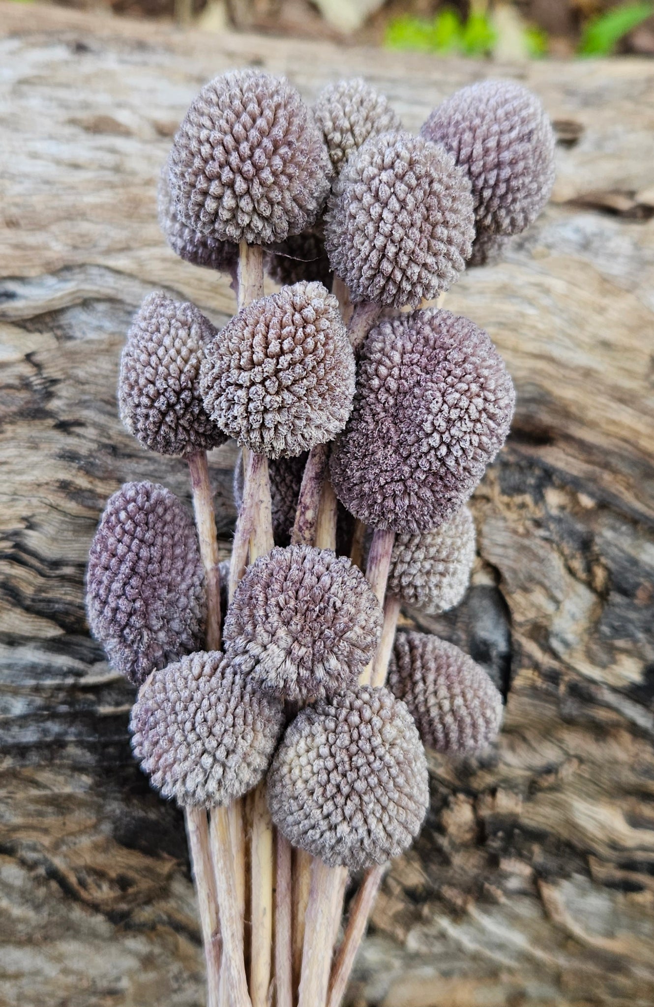 Clearance - Billy Buttons - Truffle Brown