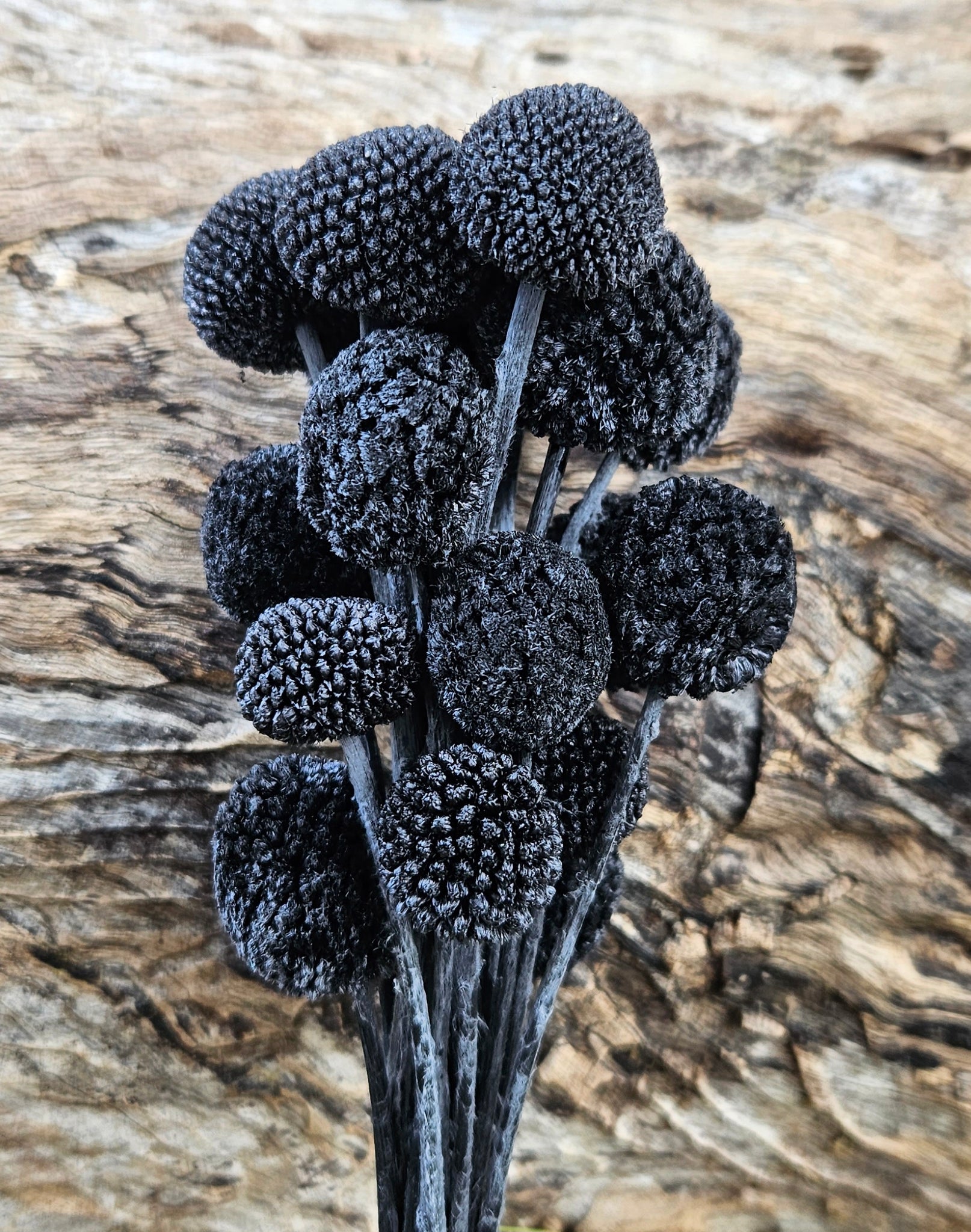 Billy Buttons - Ebony Black