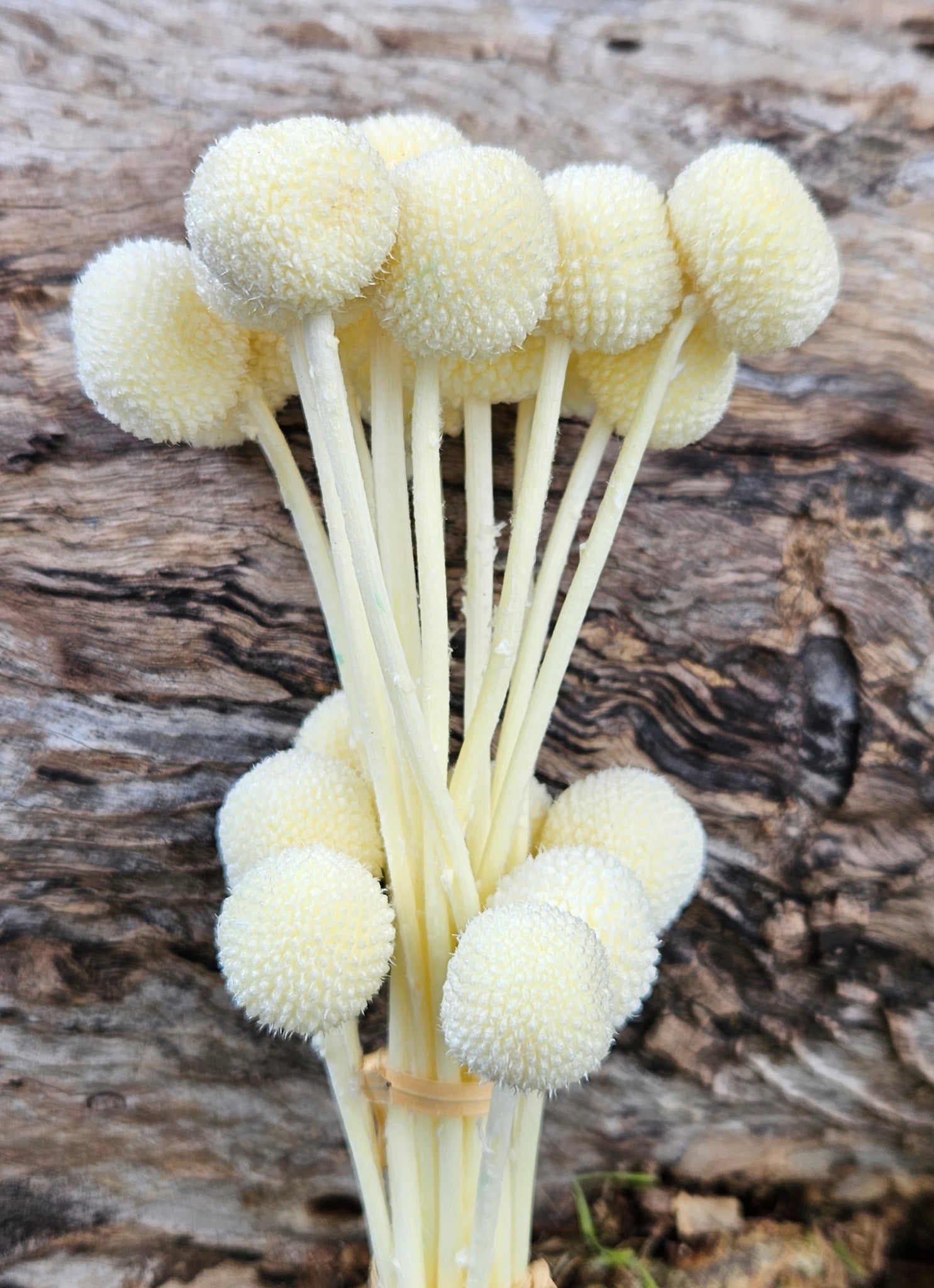 Billy Buttons - Pastel Yellow