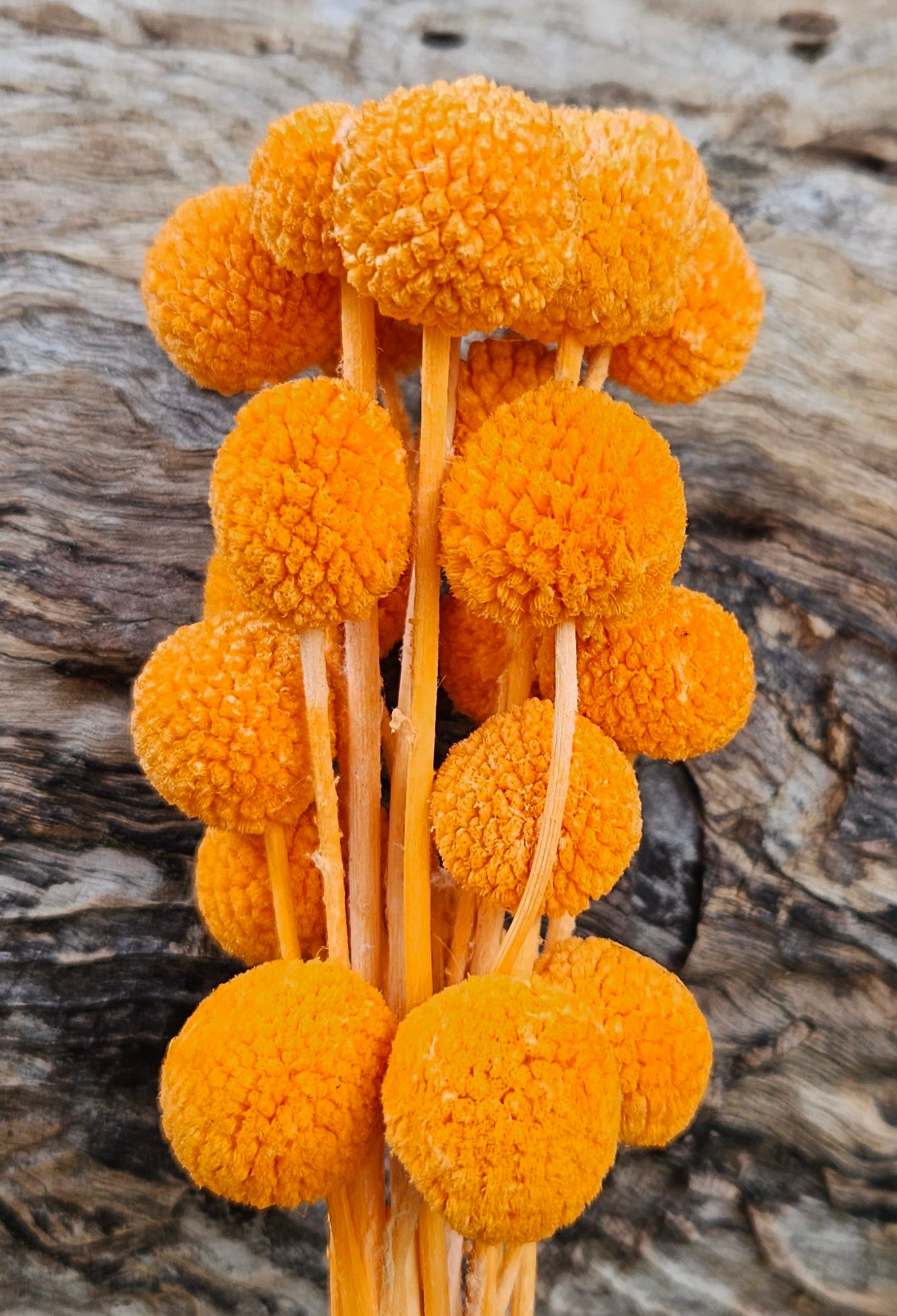 Billy Buttons  - Vibrant Orange