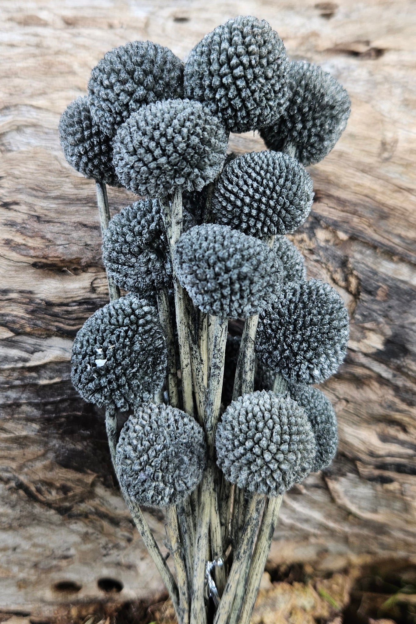 Billy Buttons - Dark Grey