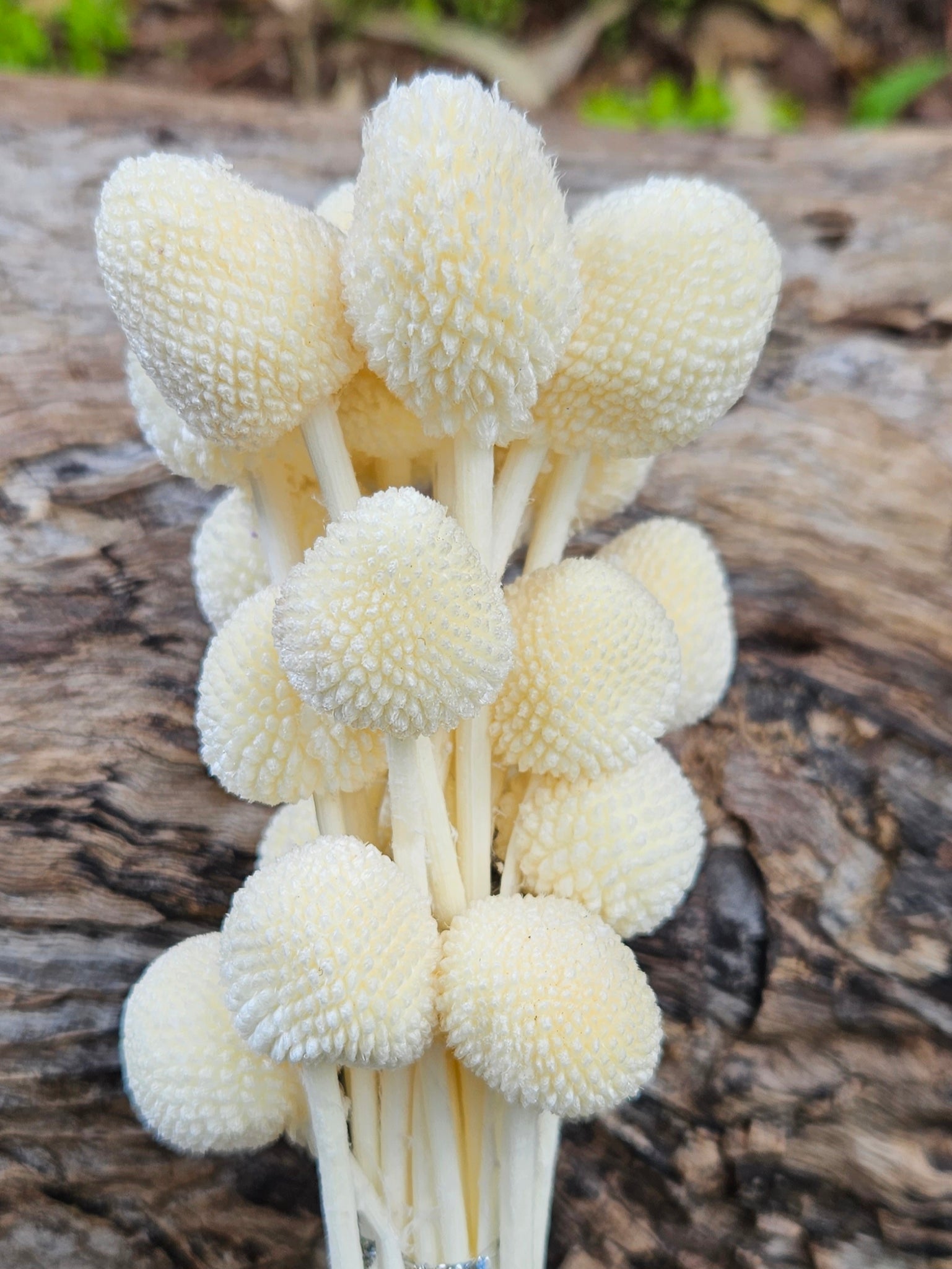 Billy Buttons - Vanilla White