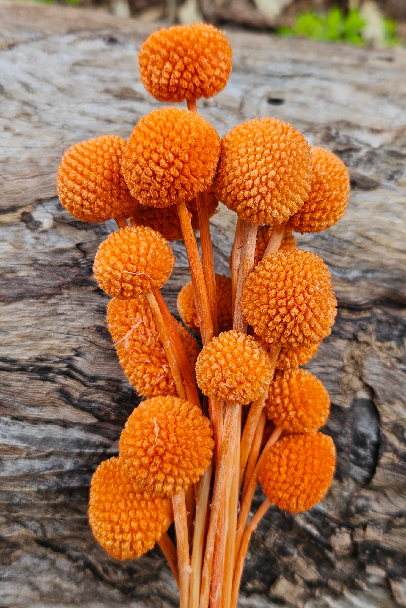 Billy Buttons - Tiger Orange