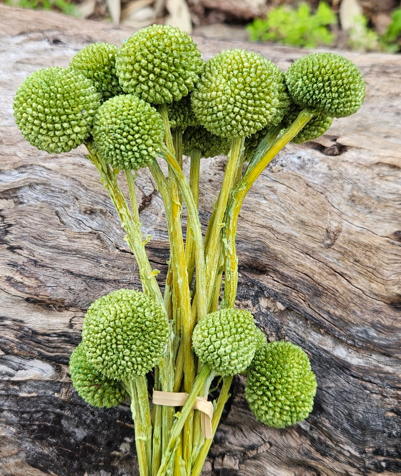 Billy Buttons  - Olive Green