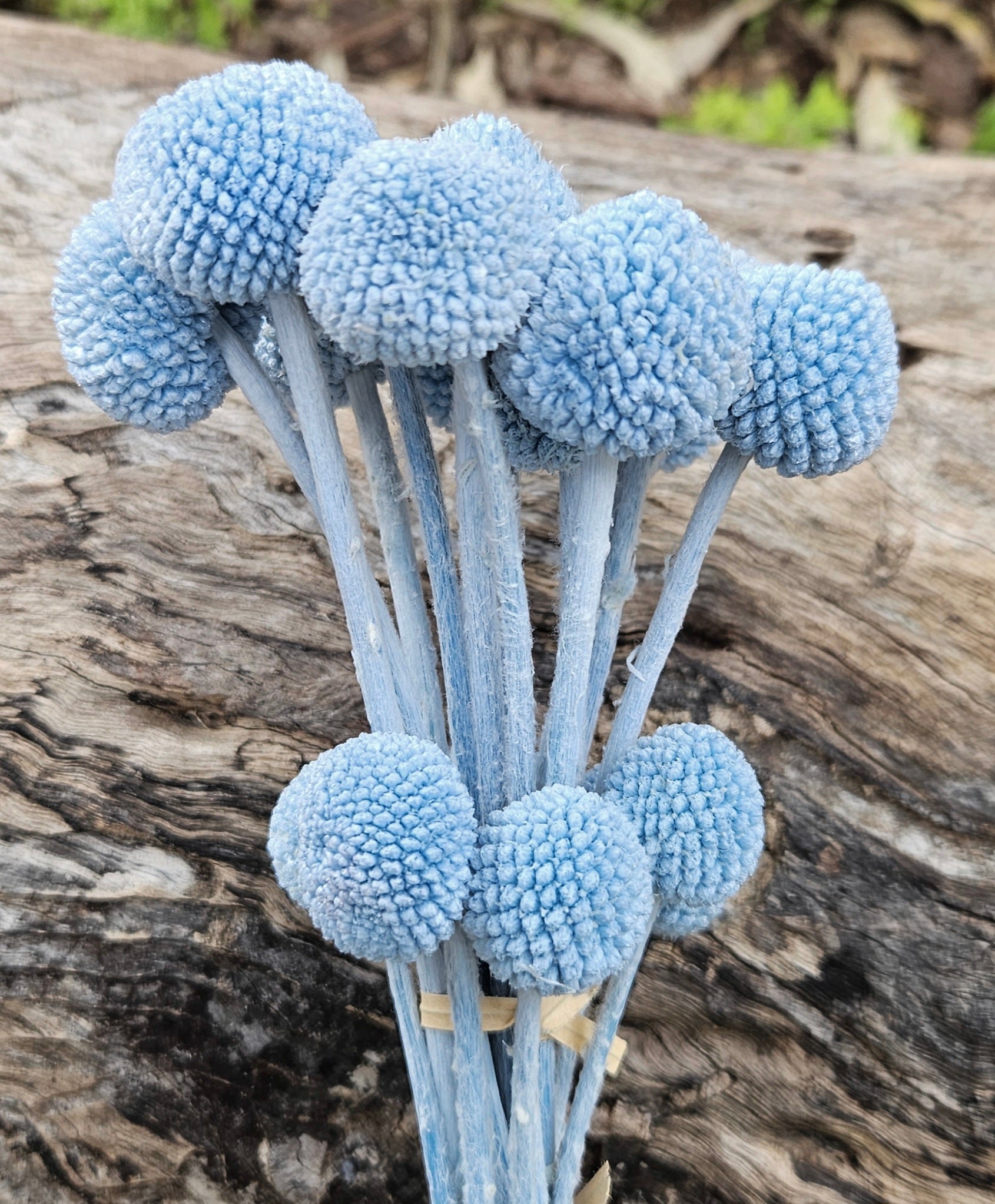 Billy Buttons - Soft Blue