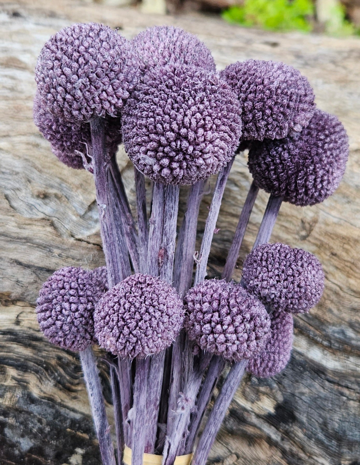 Billy Buttons  - Dark Dusty Mauve Purple