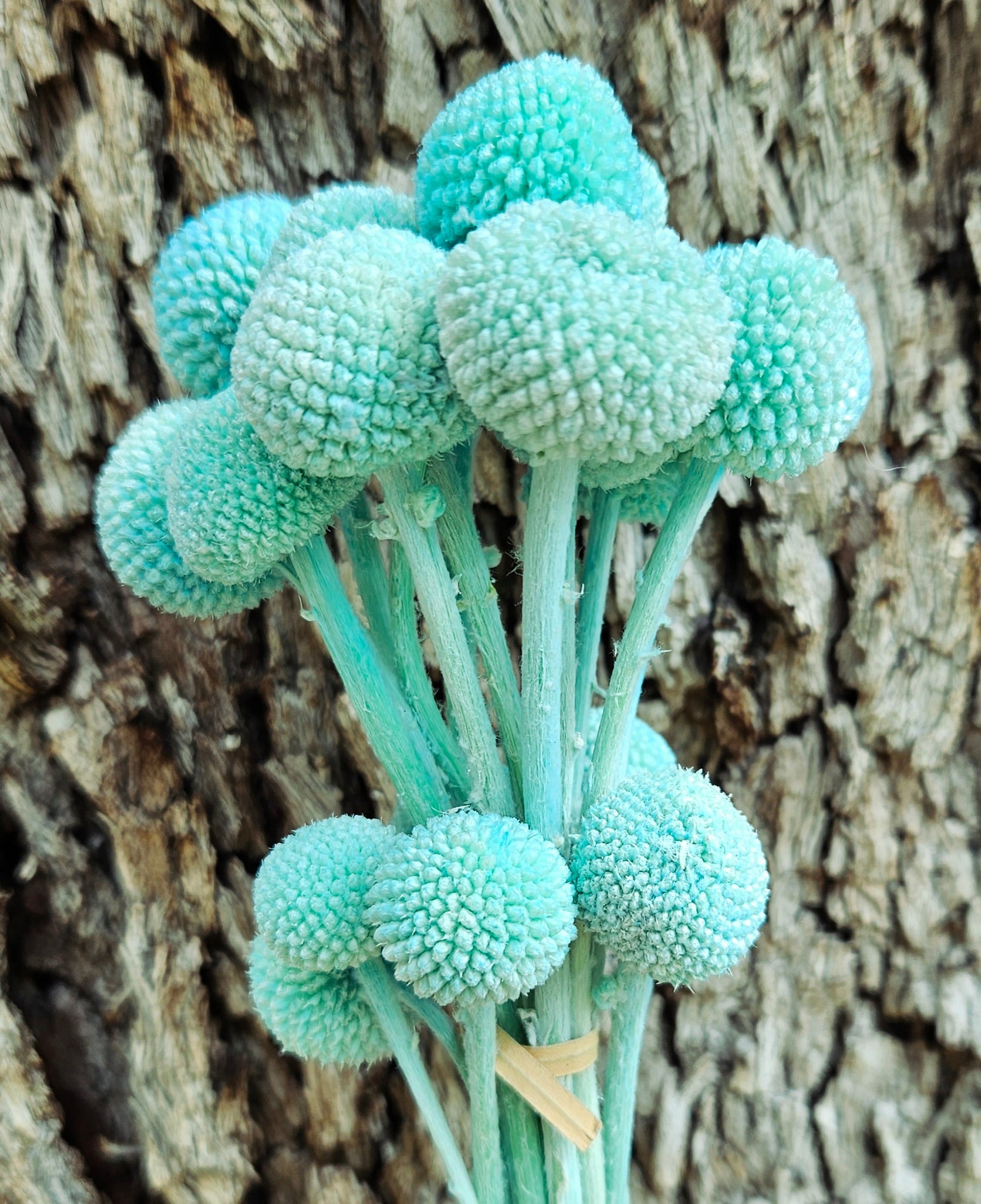 Billy Buttons - Pastel Turquoise Blue