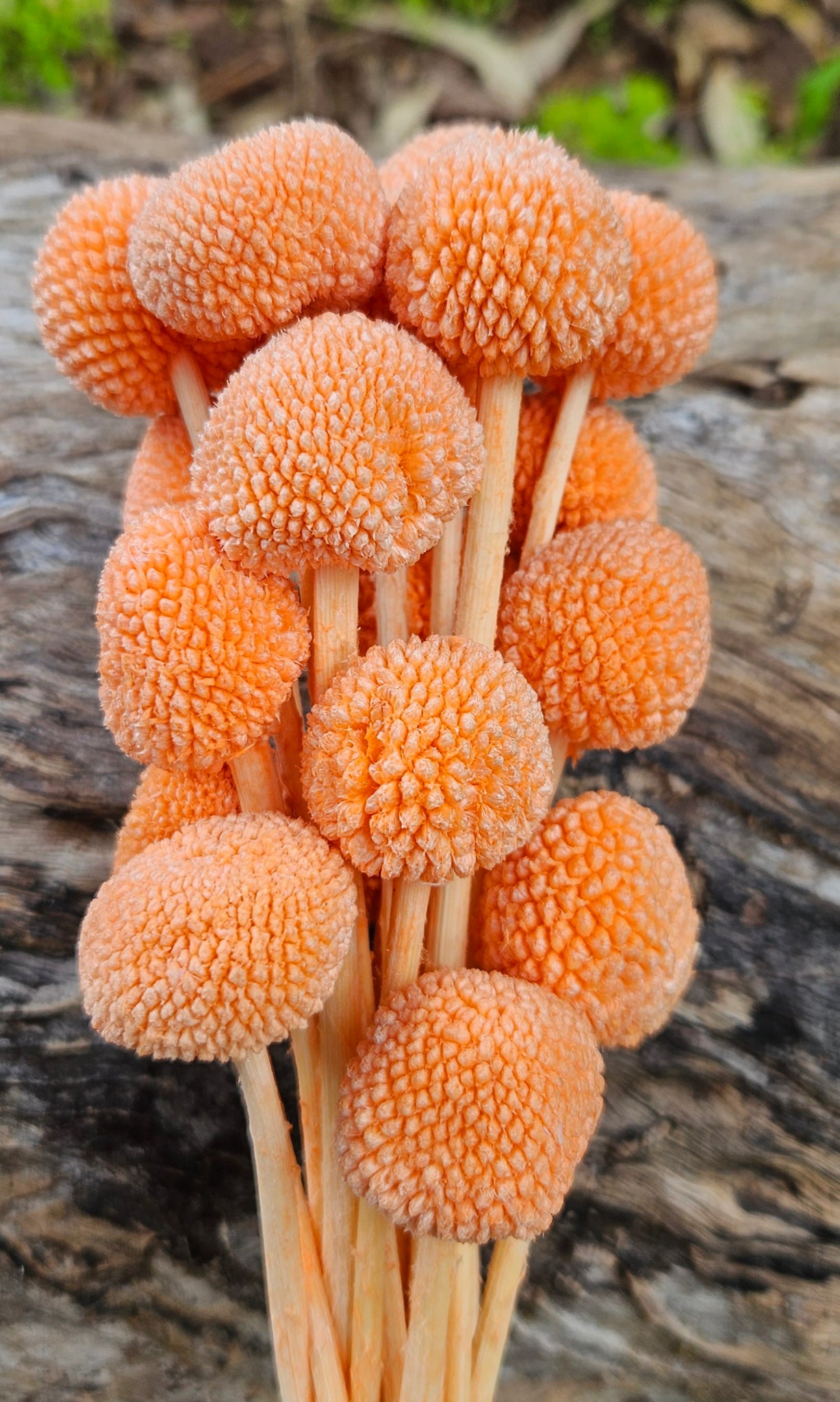 Billy Buttons - Pastel Orange