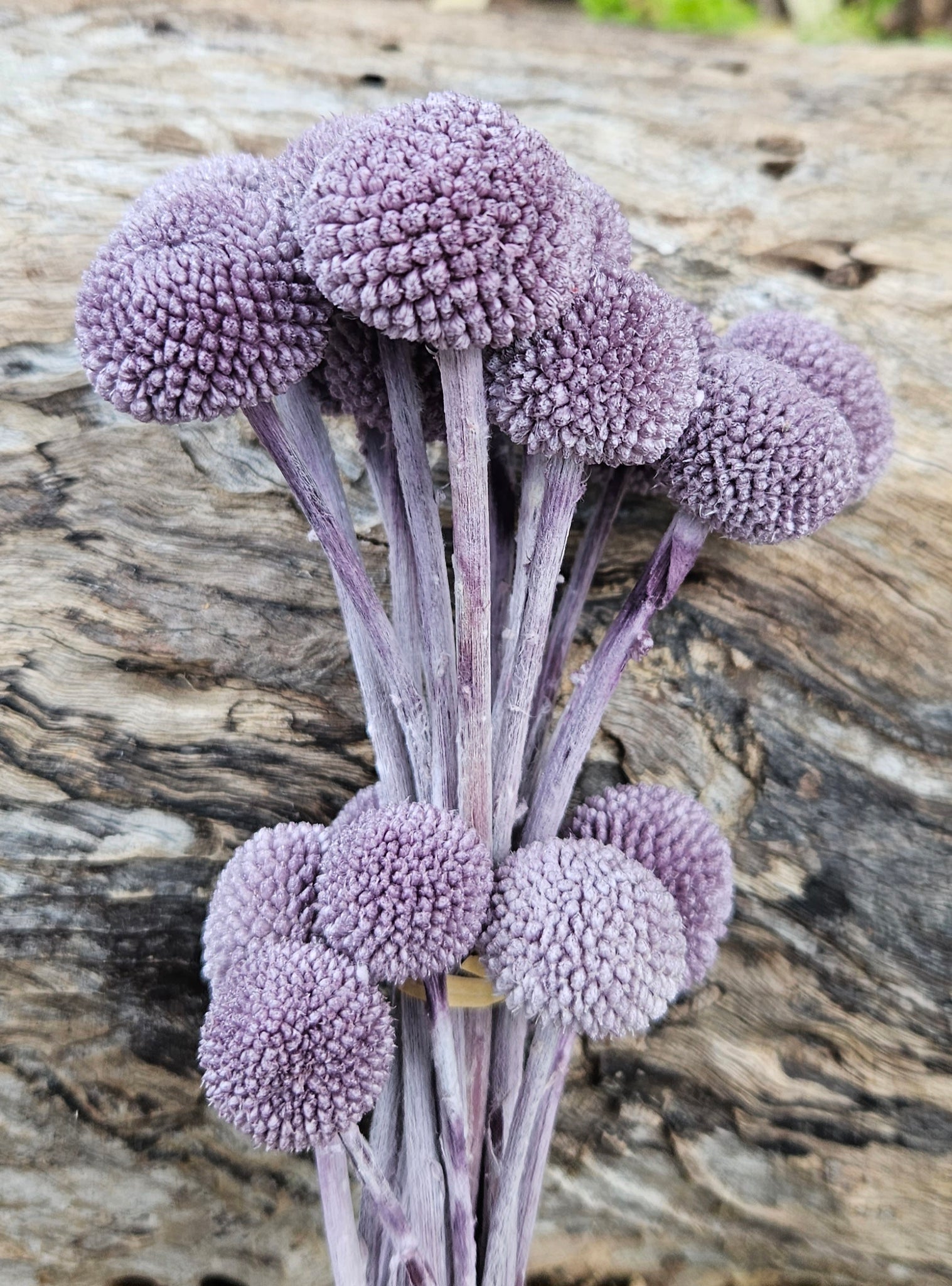 Billy Buttons  - Soft Dusty Mauve Purple