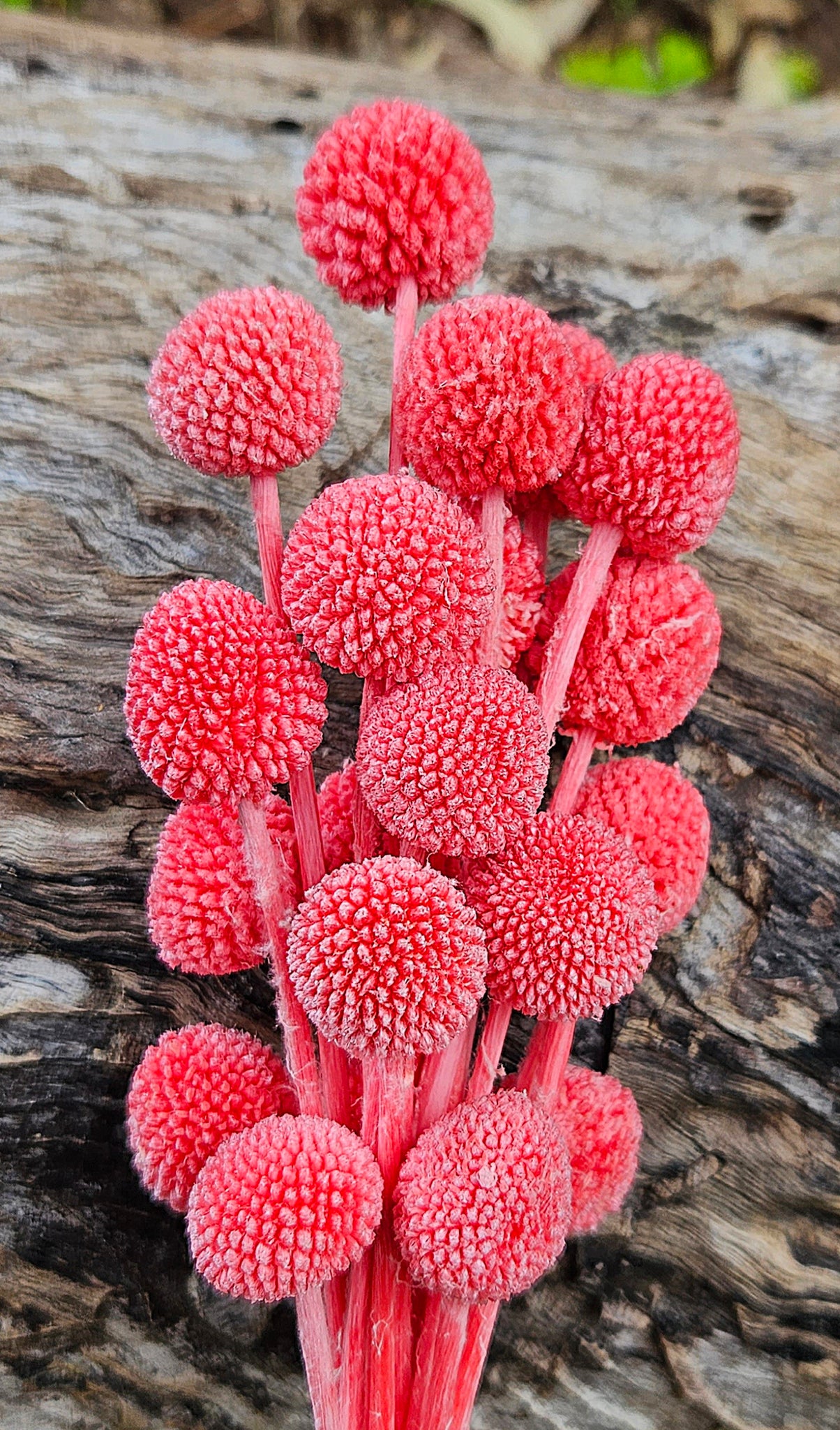 Clearance - Billy Buttons - Calypso Coral Pink
