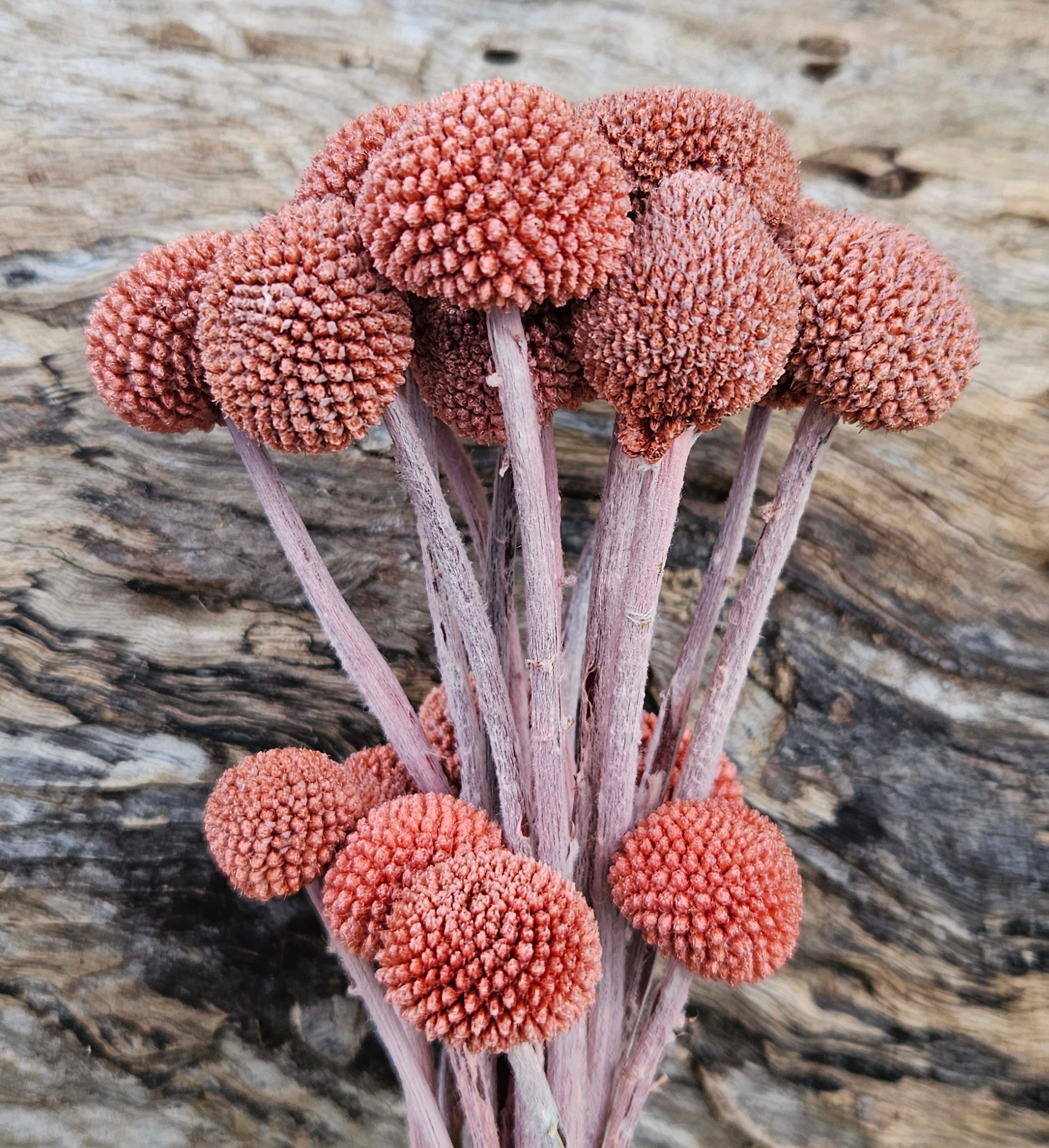 Billy Buttons  - Chestnut Brown