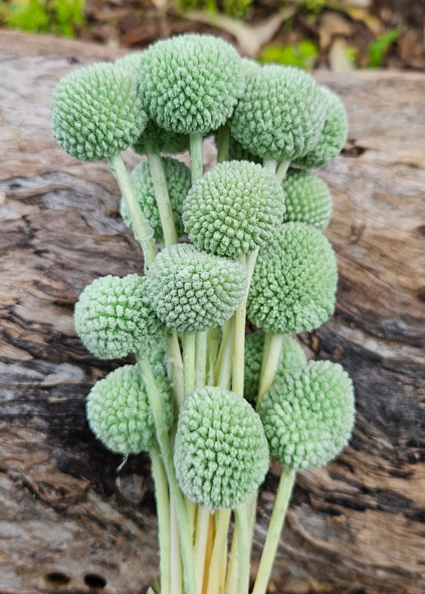 Billy Buttons - Sage Green