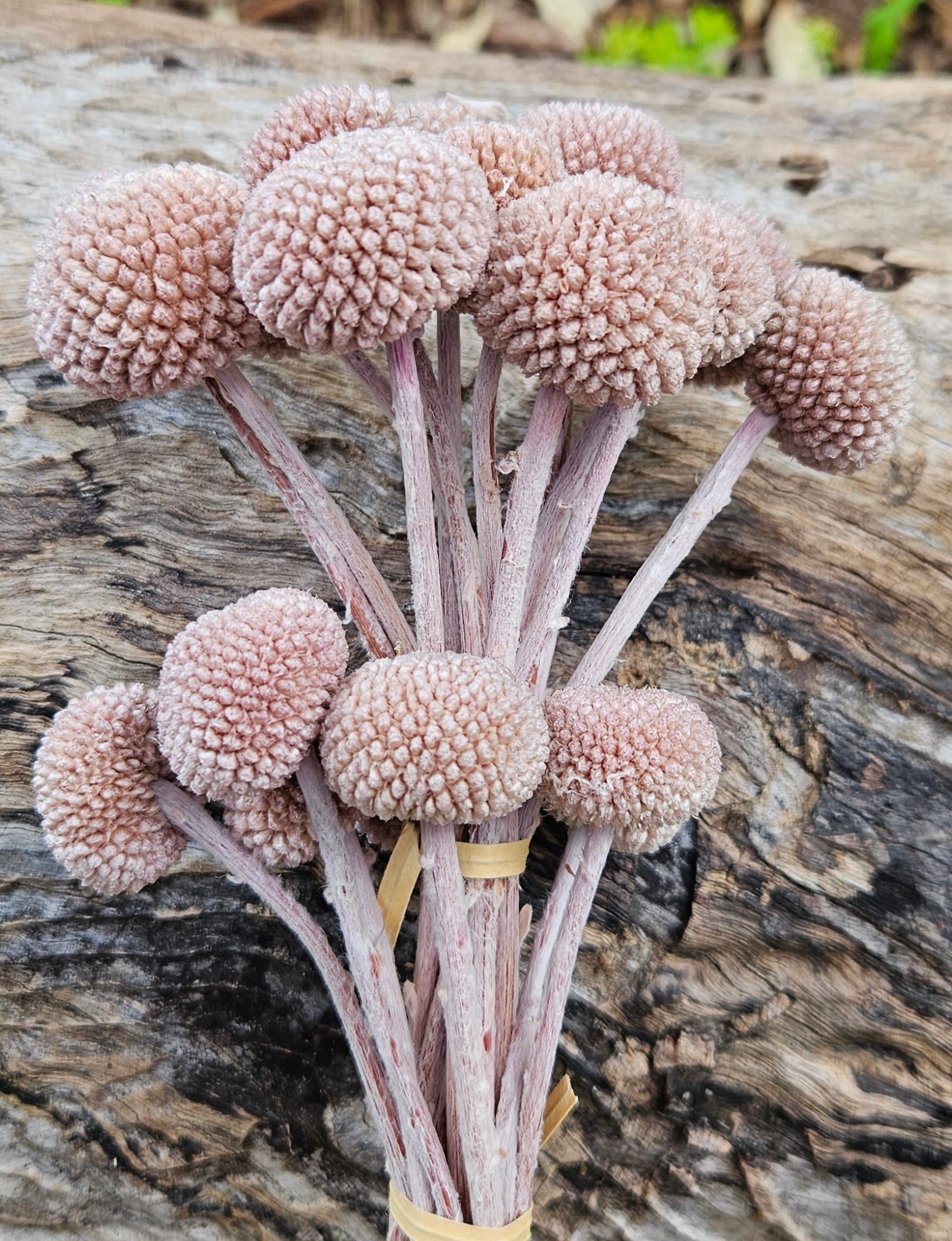 Billy Buttons - Latte Brown