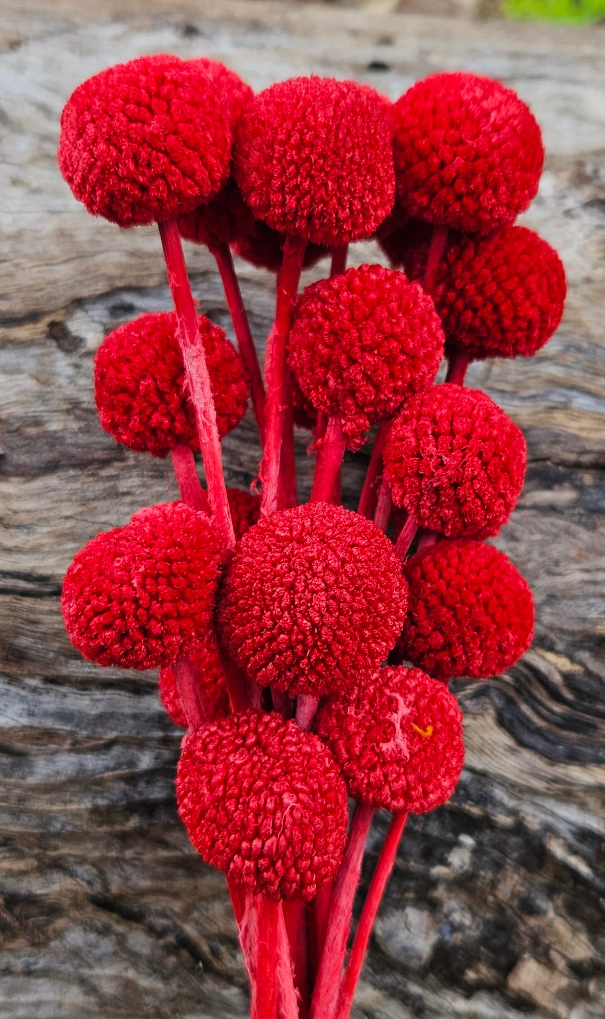 Billy Buttons  - Valentine Red