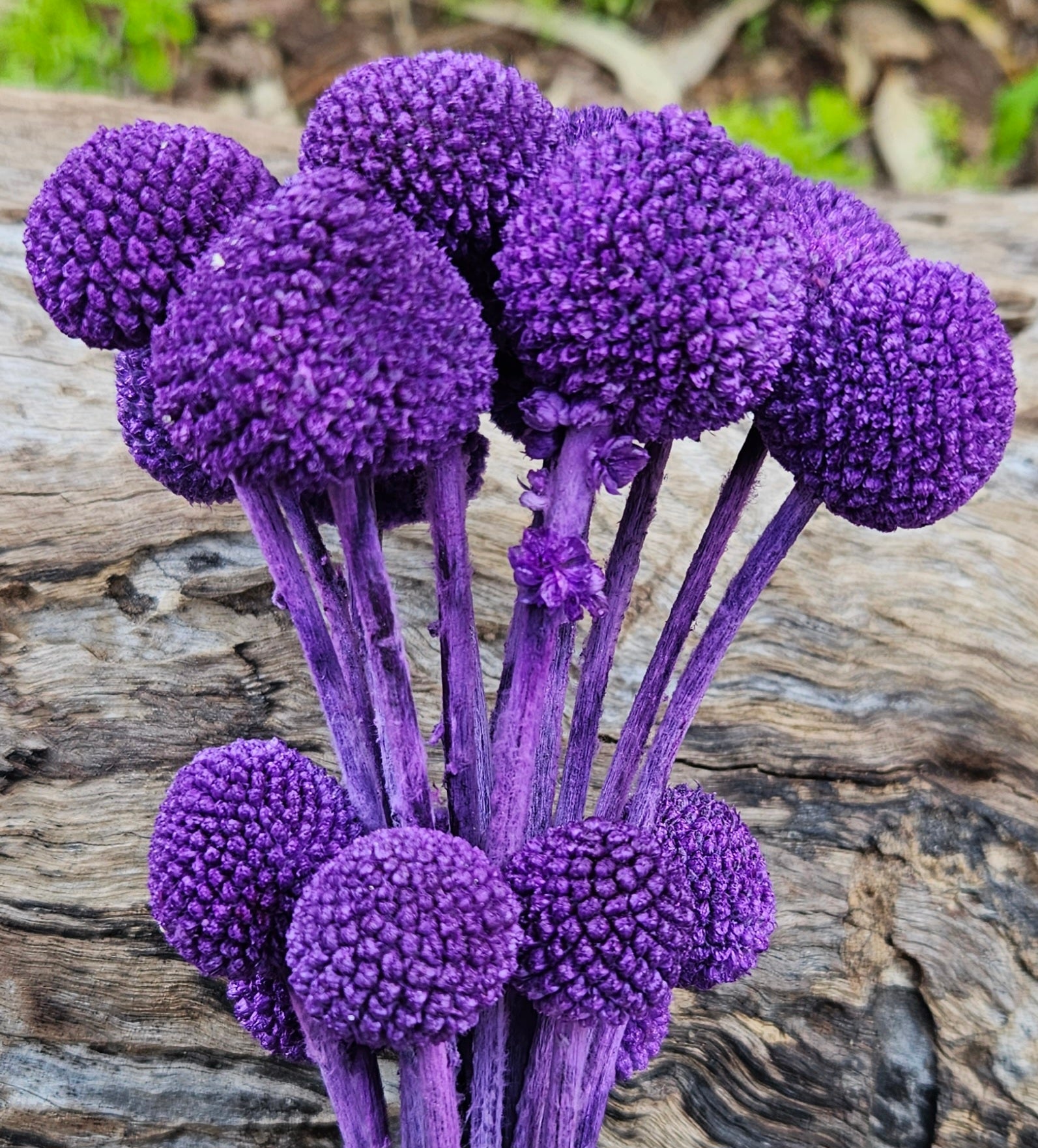 Billy Buttons  - Indigo Purple