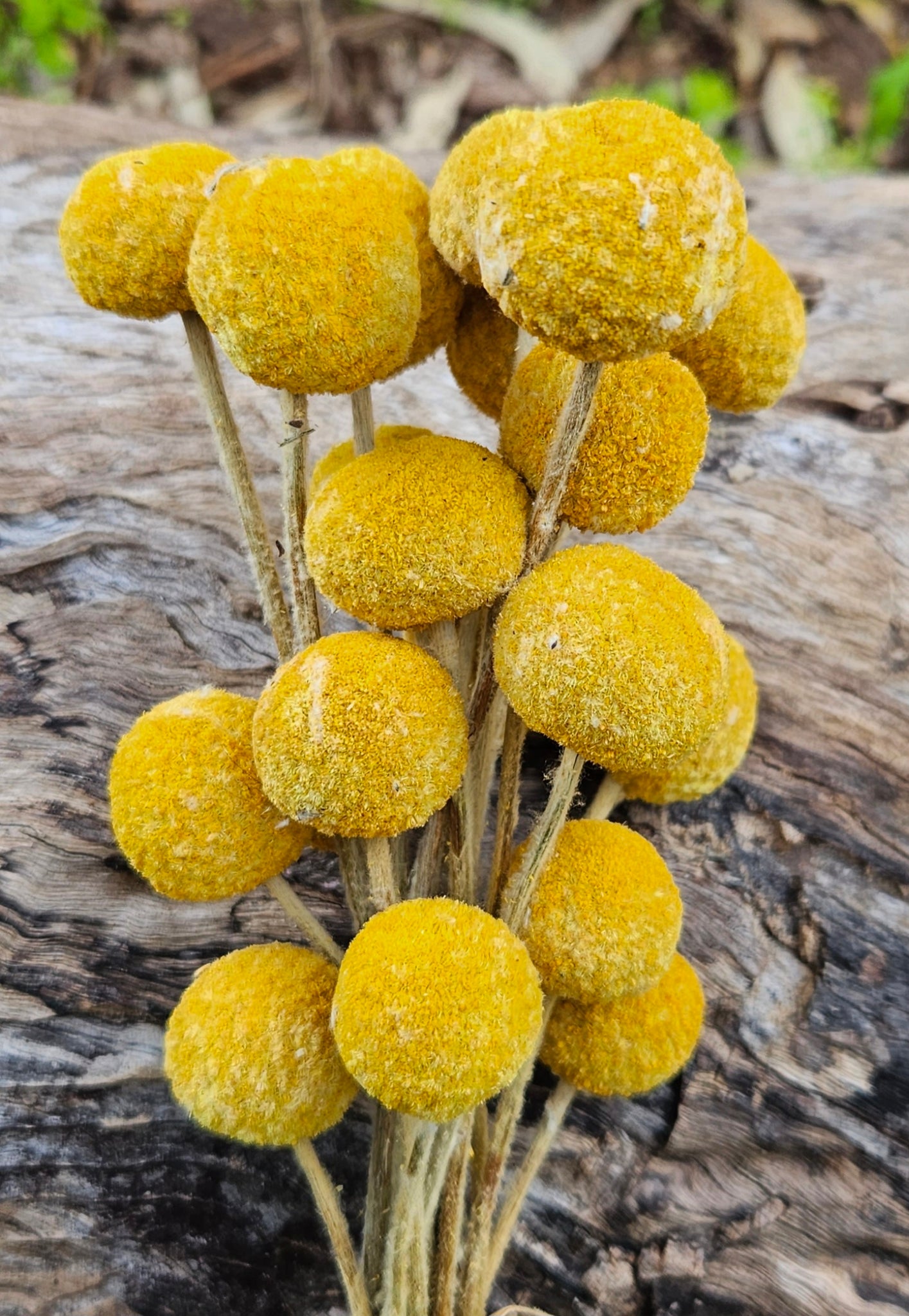 Billy Buttons  - Natural