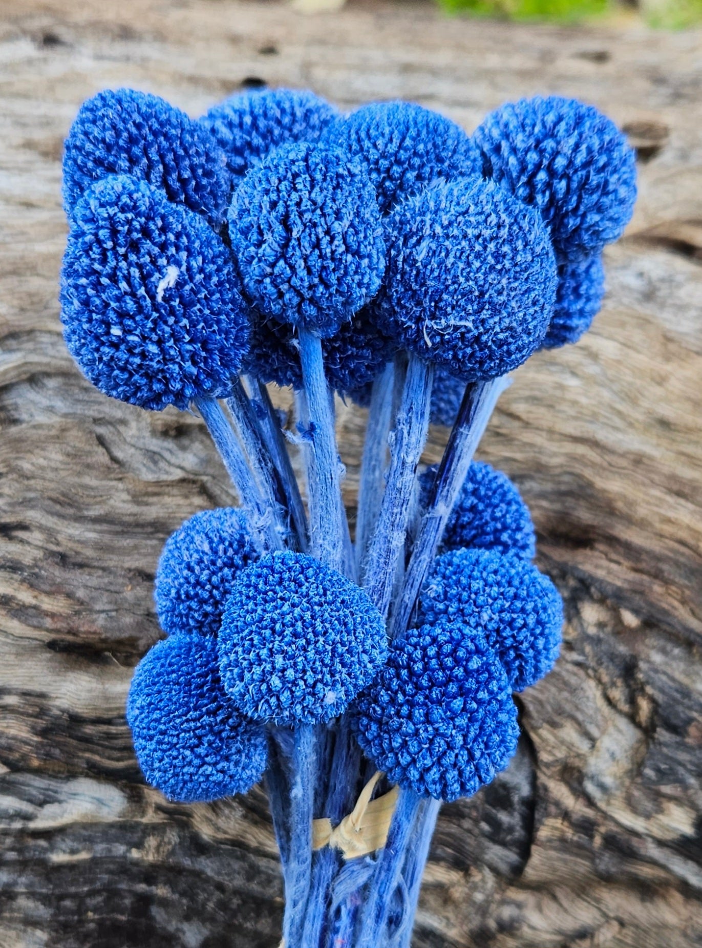 Billy Buttons  - Cobalt Blue