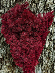 Ming Fern - Deep Burgundy Red