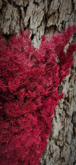 Ming Fern - Deep Burgundy Red