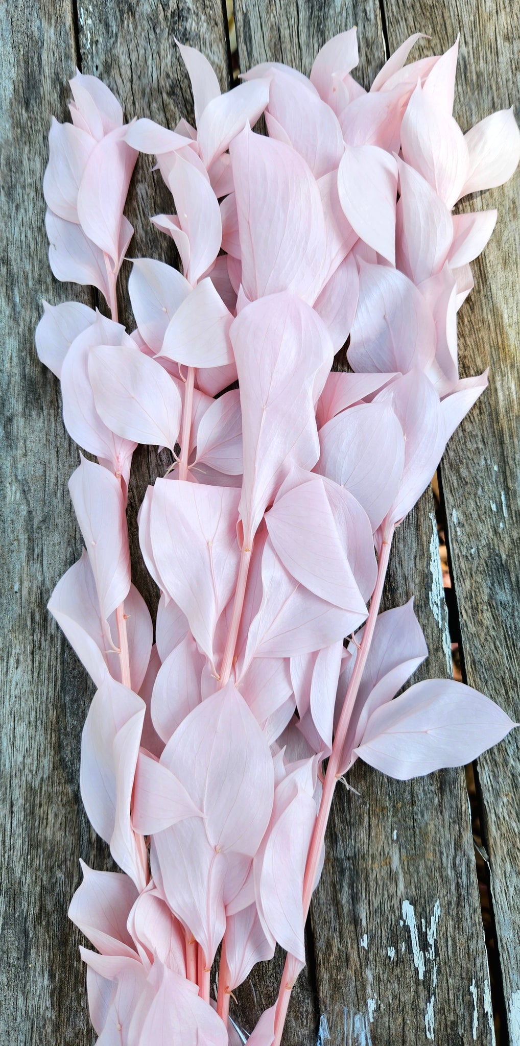 Ruscus Israeli Large Leaf - Soft Pink