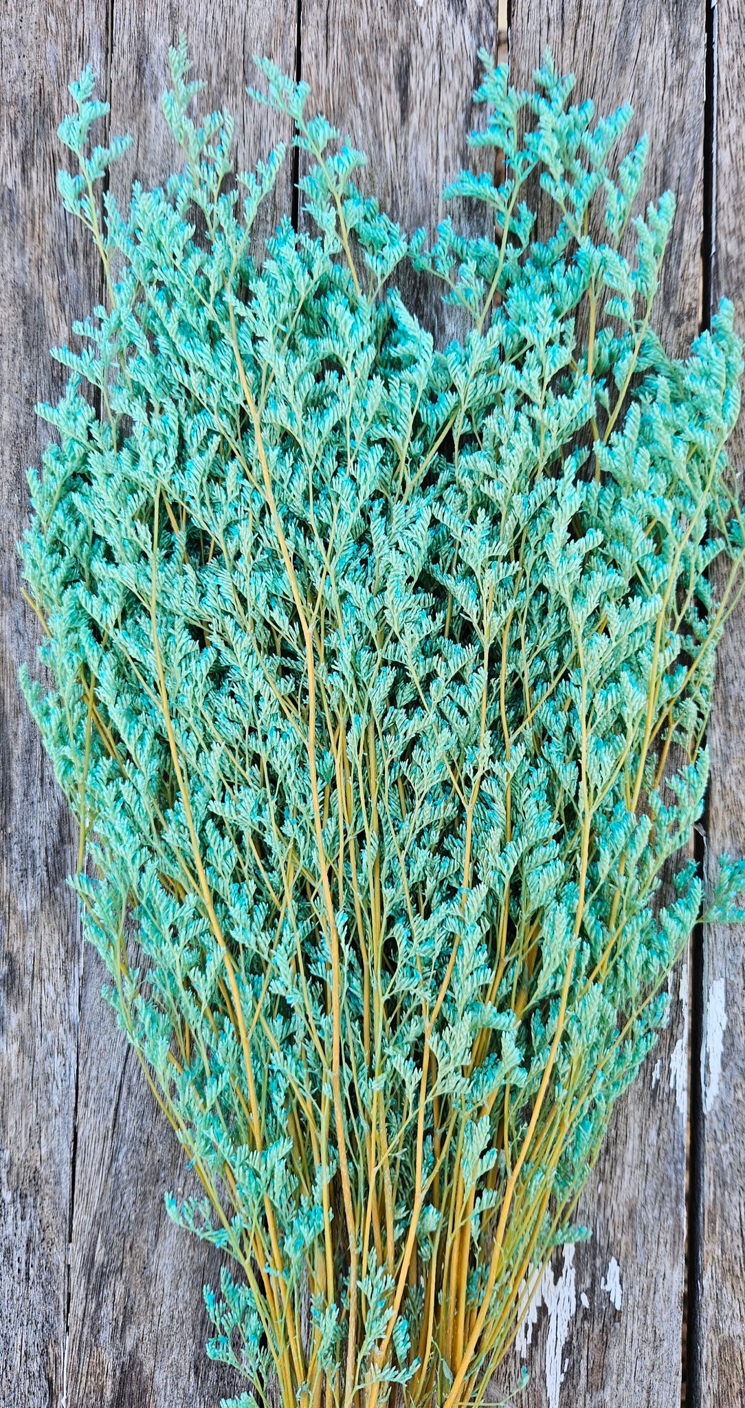 Limonium/Misty/Statice - Turquoise Green