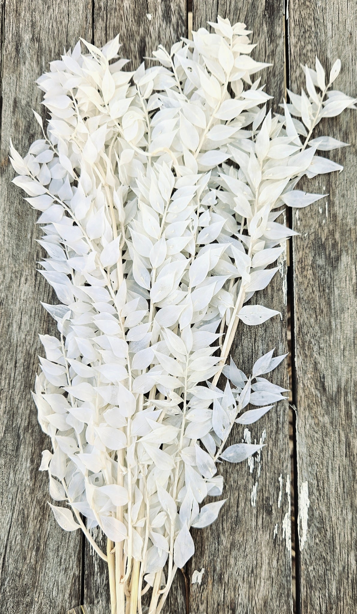 Ruscus Italian - Ivory White