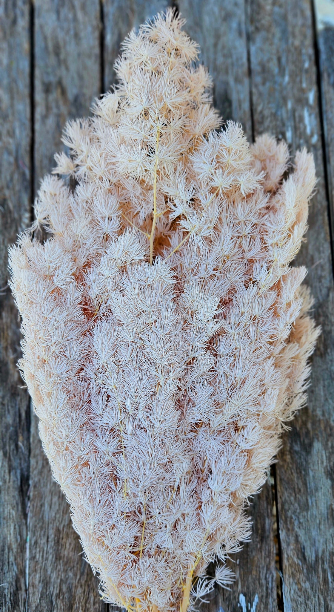 Ming Fern - Pale Nudie Pink Tones