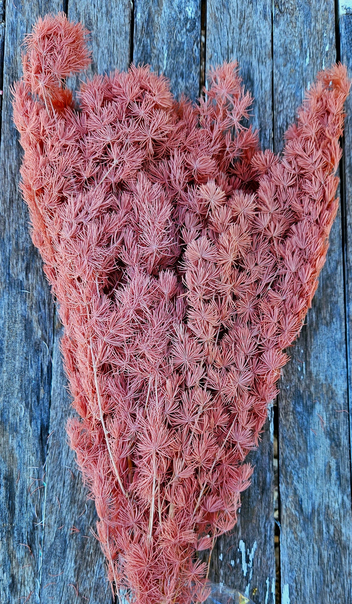 Ming Fern - Pink Terracotta