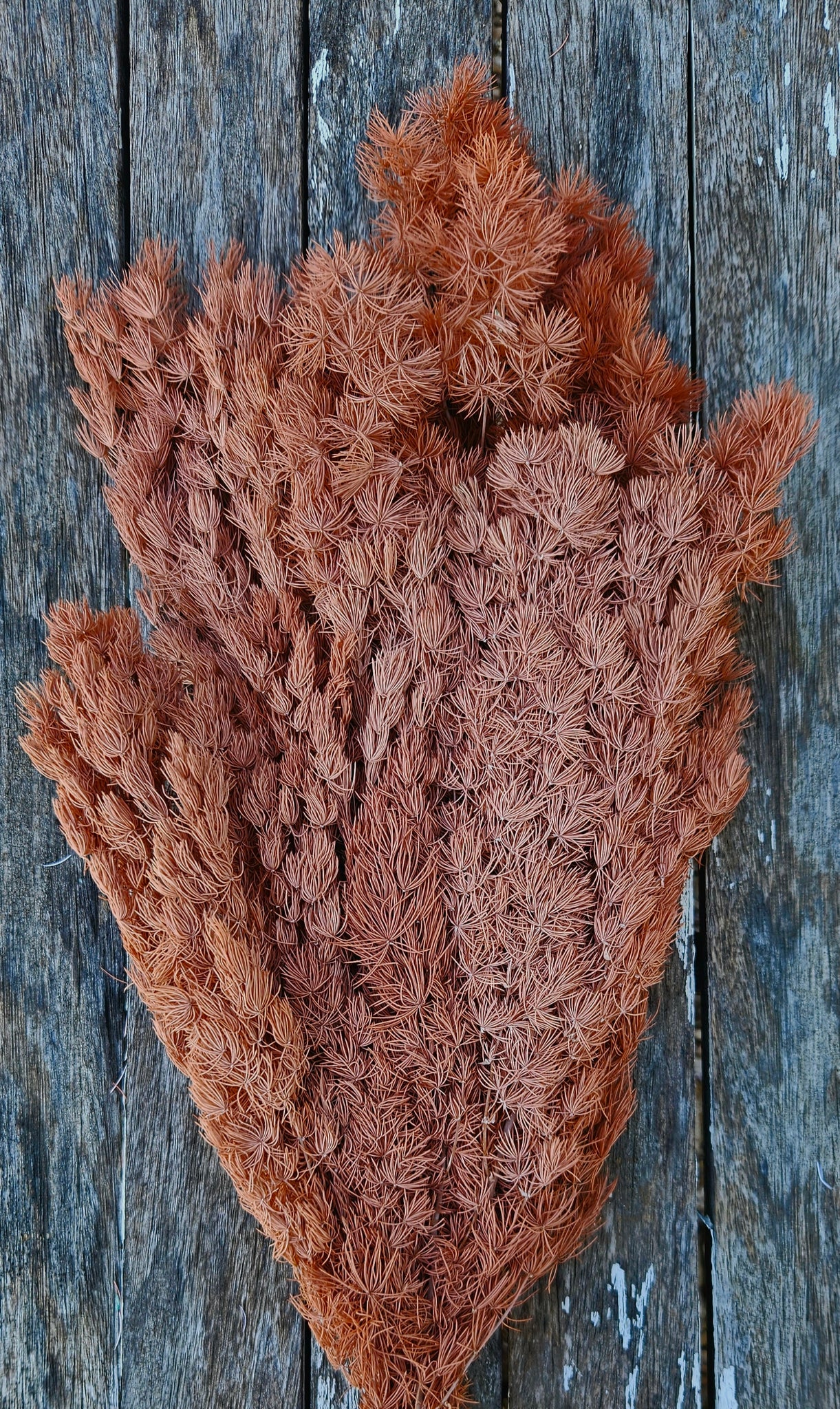 Ming Fern - Terracotta Brown