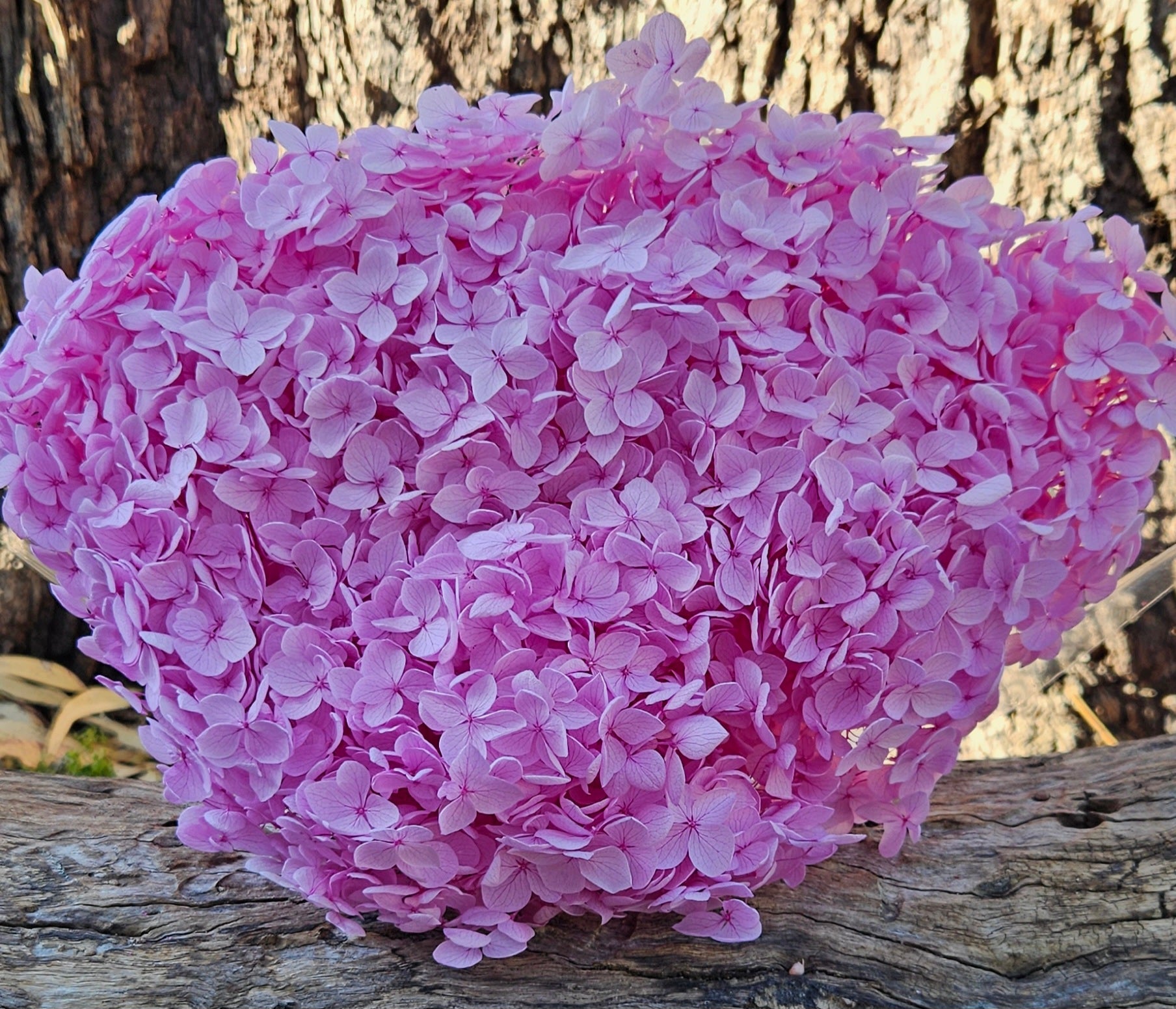 Hydrangea - Pink Lilac