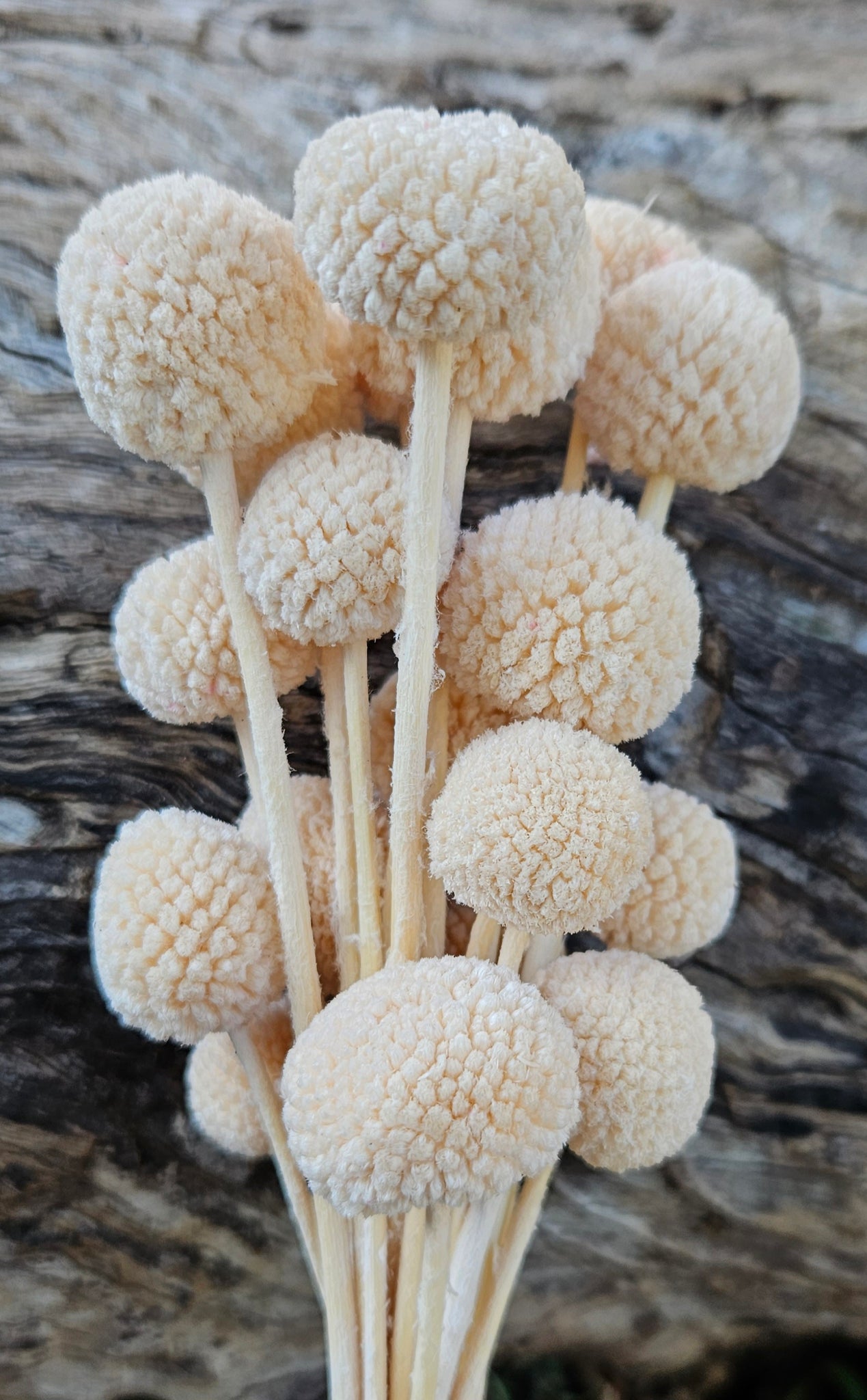 Billy Buttons  - Warm Champagne